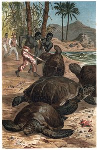 Grüne Meeresschildkröte oder Atlantische Schildkröte - Die Grüne Meeresschildkröte (Chelonia mydas) - Gravur aus „Brehms Tierleben“ von Alfred Edmund Brehm (1829-1884) von Unknown artist