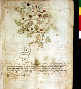 Kraut „Idriam Maggiore“ oder Gras „in Form eines einfachen Knotens“. Botanische Tafel, Biblioteca comunale di Rimini von Unknown artist