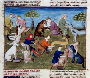 Wie man Jagdhunde bei Krankheiten und Verletzungen heilt. Miniatur aus „Das Buch der Jagd“ von Gaston III Phoebus, Graf von Foix, Herr von Béarn (1331-1391)