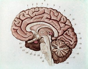 Menschliche Gehirnschnitt mit Großhirnhemisphären und Kleinhirn (Gravur)