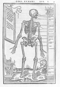 Menschliches Skelett, hinterer Teil. Anatomische Tafel aus „De dissectione partium corporis humani libri tres...“ von Carlo Stefano Riverio, Paris 1545