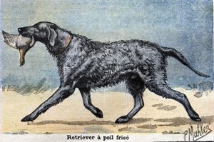 Jagdhund: Lockenhaariger Retriever