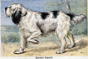 Jagdhund: Stop Barbet