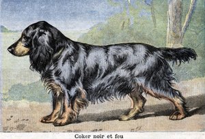 Jagdhund: Schwarzer Cocker und Feuer