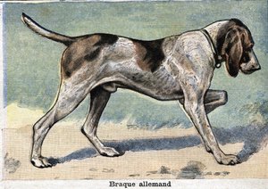 Jagdhund: Deutscher Braque von Unknown artist