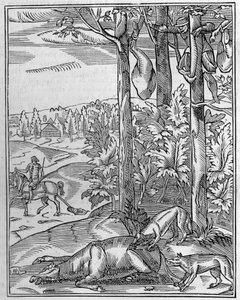 Wolfjagd: der Ausguck. Faksimile eines Holzschnitts aus dem 16. Jahrhundert. Gravur in „La Nature: revue des sciences et de leurs applications aux arts et a l