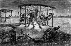 Illustration aus "The Naturalist on the River Amazon" von Henry Walter Bates von Unknown artist