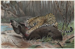 Jaguar (Panthera onca) - Gravur aus „Brehms Tierleben“ von Alfred Edmund Brehm (1829-1884) von Unknown artist