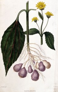 Topinambur - Botanische Tafel von Unknown artist