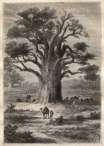 Reise (1798) von Frederic Conrad (Konrad) Hornemann (1772-1801) nach Fezzan (Libyen): ein Baobab - Illustration aus „Die großen Seefahrer des 18. Jahrhunderts“ von Unknown artist