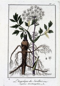 Der Garten-Engelwurz (Angelica Archangelica) - in „Übungen der Botanik für den Gebrauch der Händler“, geschrieben von J.C. Philibert, Druckerei Crapelet, Paris von Unknown artist