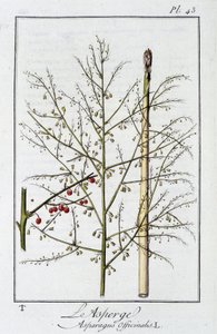 Der Spargel (Asparagus officinalis) - in „Übungen der Botanik für Kaufleute“, verfasst von J.C. Philibert, Druckerei Crapelet, Paris von Unknown artist