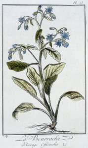 Die Borretsch (Borrage Officinalis) - in „Übungen der Botanik für Händler“, geschrieben von J.C. Philibert, Druckerei von Crapelet, Paris