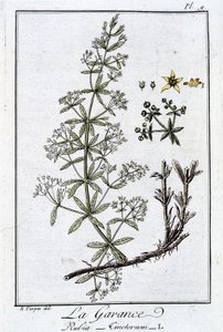 Die Krappwurzel (Rubia Tinctorum) - in „Botanikübungen für Kaufleute“, verfasst von J.C. Philibert, Druckerei Crapelet, Paris