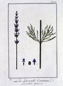 Der Gemeine Lavendel (Lavandula spica) - in „Übungen der Botanik für Händler“, verfasst von J.C. Philibert, Druckerei Crapelet, Paris von Unknown artist