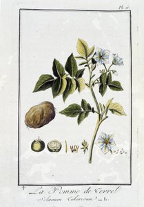Die Kartoffel (Solanum Tuberosum) - in „Botanikübungen für Kaufleute“, verfasst von J.C. Philibert, Druckerei Crapelet, Paris von Unknown artist