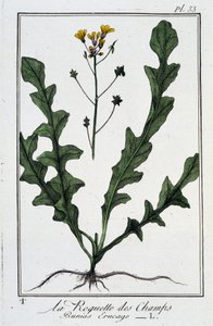 Die Feld-Rauke (Bunias Erucago) - in „Übungen der Botanik für den Gebrauch der Händler“, geschrieben von J.C. Philibert, Druckerei Crapelet, Paris