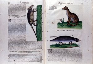 Der Zibet, die Hyäne und die Manguste in Historia Animalium von Conrad Gesner (1516 - 1565), Tiguri von Unknown artist