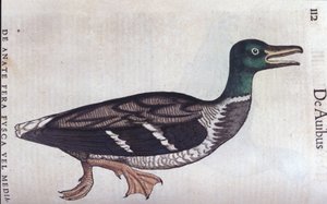 Die Löffelente in Historia Animalium von Conrad Gesner (1516 - 1565), Tiguri von Unknown artist
