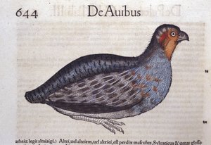 Das Rebhuhn in Historia Animalium von Conrad Gesner (1516 - 1565), Tiguri