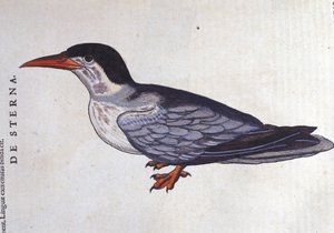 La tern ou Schwalbe des Meeres in Historia Animalium von Conrad Gesner (1516 - 1565), Tiguri von Unknown artist