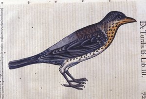 Die Drossel in Historia Animalium von Conrad Gesner (1516 - 1565), Tiguri von Unknown artist
