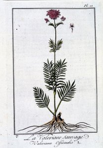 Die wilde Baldrian - in „Übungen der Botanik für den Gebrauch der Händler“ von J.C. Philibert, Druckerei Crapelet, Paris von Unknown artist