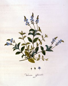 La Veronica. 19. Jahrhundert Gravur.