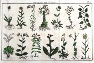 Anordnung der Blätter: in „Flora Françoise, oder eine kurze Beschreibung aller Pflanzen, die natürlich in Frankreich wachsen, geordnet nach einer neuen Analysemethode, mit Angabe ihrer weniger zweideutigen Tugenden in der Medizin und ihrer Nützlichkeit in von Unknown artist