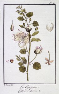 Der Kapernstrauch (Capparis Spinosa) - in „Übungen der Botanik für Händler“, verfasst von J.C. Philibert, Druckerei von Crapelet, Paris von Unknown artist
