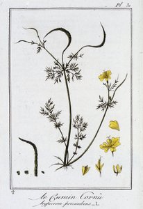 Der Hornklee (Hypecoom procumbens) - in „Übungen der Botanik für den Gebrauch der Händler“, geschrieben von J.C. Philibert, Druckerei Crapelet, Paris