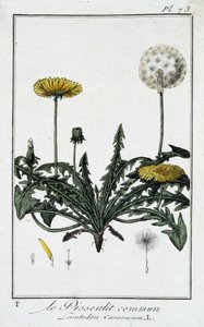 Der gewöhnliche Löwenzahn (Leontodon caraxacum) - in „Übungen der Botanik für den Gebrauch der Händler“, geschrieben von J.C. Philibert, Druckerei Crapelet, Paris von Unknown artist