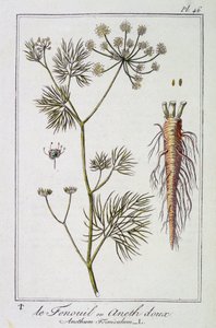Der Fenchel oder Dill (Anethum Foeniculum) - in „Botanikübungen für Kaufleute“, verfasst von J.C. Philibert, Druckerei Crapelet, Paris von Unknown artist