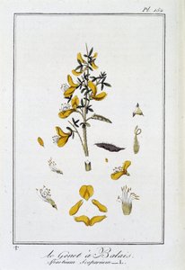 Der Besenginster (Spartium Scoparium) - in „Übungen der Botanik für den Gebrauch der Händler“, geschrieben von J.C. Philibert, Druckerei Crapelet, Paris