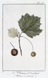 Die Amerikanische Platane (Platanus occidentalis) - in „Übungen der Botanik für Kaufleute“, verfasst von J.C. Philibert, Druckerei Crapelet, Paris von Unknown artist