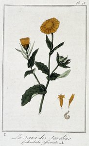 Der Garten-Ringelblume (Calendula officinalis) - in „Übungen der Botanik für Händler“, verfasst von J.C. Philibert, Druckerei Crapelet, Paris
