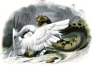 Die Hornviper (Vipera cerastes) - Tafel aus Naturgeschichte von Bernard Germain de Lacepede (1856-1925), Ausgabe P.Furme, Paris von Unknown artist