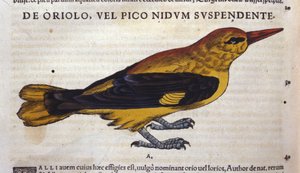 Der Specht in Historia Animalium von Conrad Gesner (1516 - 1565), Tiguri