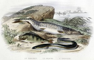 Der Hecht, der Barsch und der Aal - in „Histoire naturelle“ von Lacépède, T.II, ed. Furne et Cie, Paris von Unknown artist
