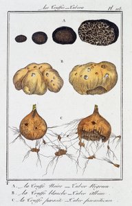 Die Trüffel (Tubera) - in „Übungen der Botanik für Händler“, verfasst von J.C. Philibert, Druckerei von Crapelet, Paris