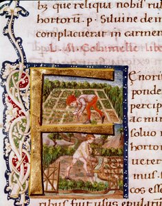 Lettrine F aus dem Kapitel über Gartenbau: Szenen des Pflügens und der Bewässerung. Miniatur aus „De re rustica“ von dem Agronomen Lucius Iunius Moderatus Columella (1. Jahrhundert) (Ms.E-39). 15. Jahrhundert. Rom, Biblioteca Vallicelliana von Unknown artist