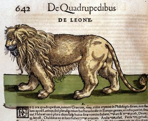 Löwe nach der Historia Animalium von Conrad Gesner, Tiguri 1560. Biblioteca nazionale Braidense. Mailand