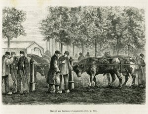 Viehtrieb in Leeuwarden (Niederlande). Gravur zur Illustration der Geschichte La Frise, basierend auf einem Bericht einer niederländischen Zeitung, in Le Tour du monde 1886, herausgegeben von Edouard Charton (1807-1890), Hachette, Paris. von Unknown artist