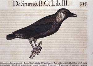 Der Star in Historia Animalium von Conrad Gesner (1516 - 1565), Tiguri