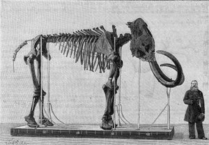 Mammutskelett (Elephas primigenius), entdeckt am Ufer des Eismeers in der Nähe der Mündung des Lena-Flusses und 1806 dem Museum der Akademie der Wissenschaften in St. Petersburg gemeldet. (Nach einer Fotografie). von Unknown artist