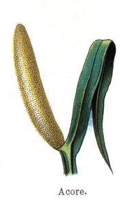 Medizinische und essbare botanische Pflanzen: Kalmus. Gravur in „La medication naturelle“ von Friedrich Eduard Bilz (1842-1922) von Unknown artist