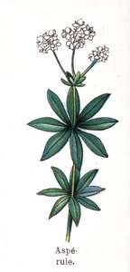 Medizinische und essbare botanische Pflanzen: Waldmeister. Gravur in „Die natürliche Medikation“ von Friedrich Eduard Bilz (1842-1922)