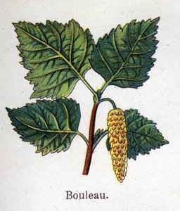 Medizinische und essbare botanische Pflanzen: Birke. Gravur in „La medication naturelle“ von Friedrich Eduard Bilz (1842-1922) von Unknown artist