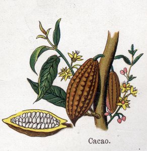 Medizinische und essbare botanische Pflanzen: Kakao. Gravur in "La medication naturelle" von Friedrich Eduard Bilz (1842-1922) von Unknown artist