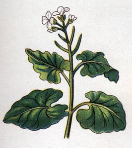 Medizinische und essbare botanische Pflanzen: Kraut mit Sängern. Gravur in „La medication naturelle“ von Friedrich Eduard Bilz (1842-1922)
